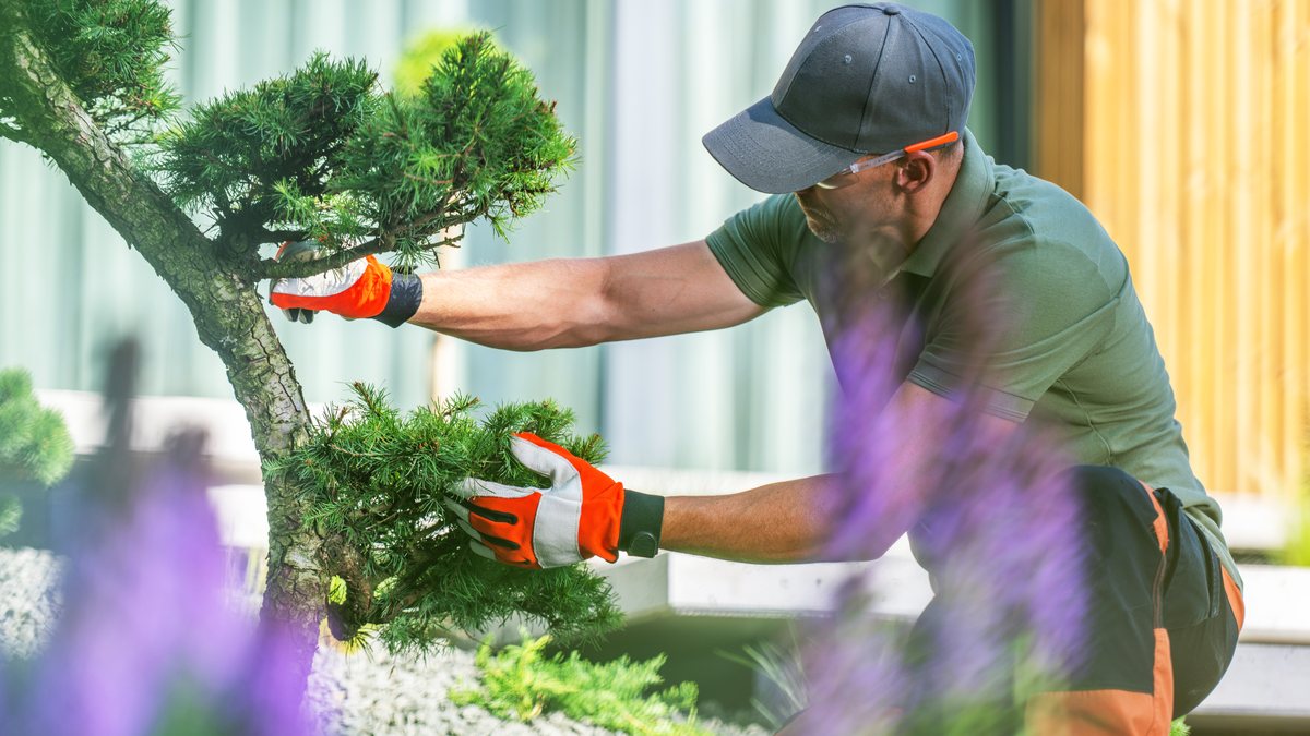A professional gardener in gloves pruning a shaped tree in a sunny garden